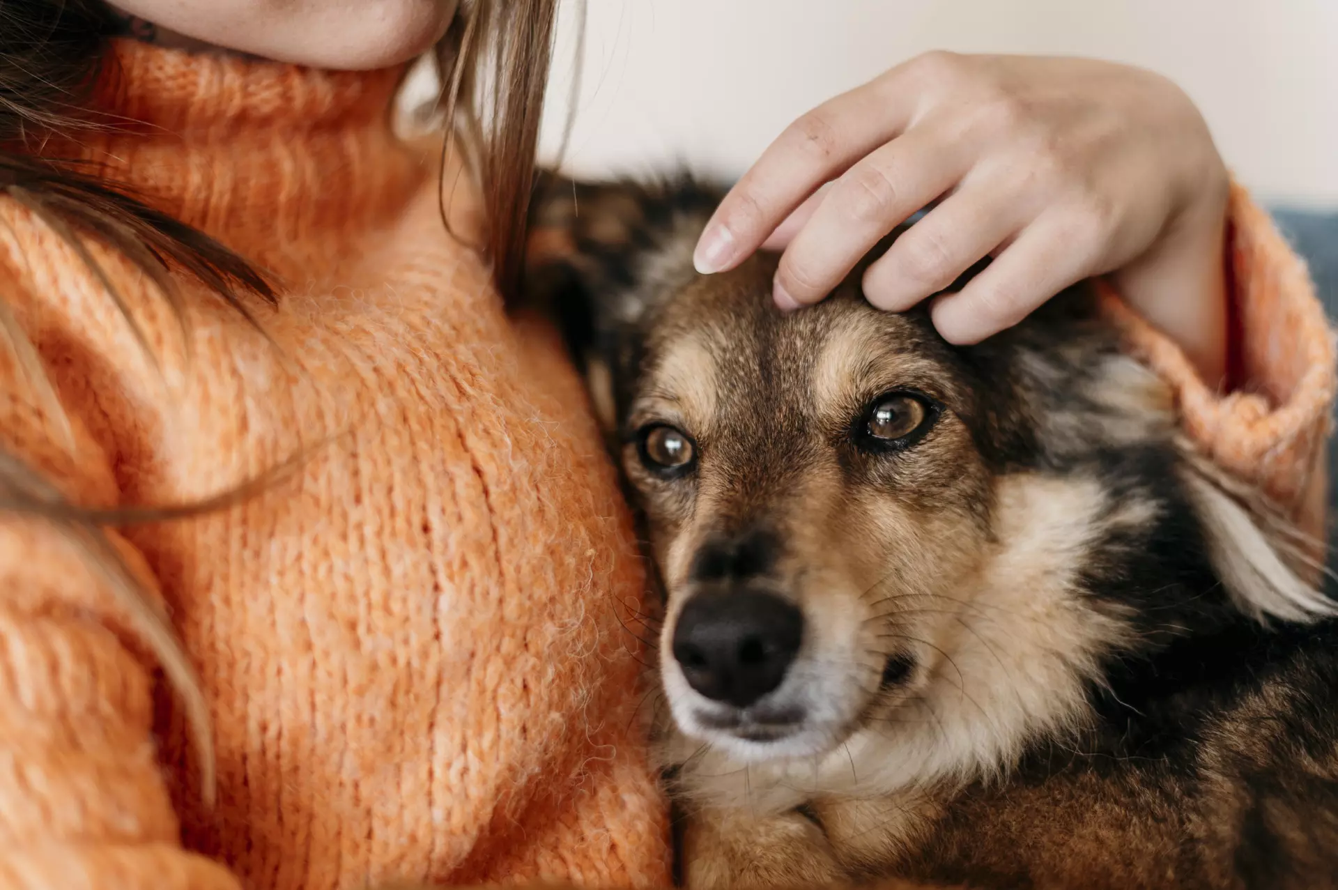 Peaceful in-home pet euthanasia — dog resting at home with family